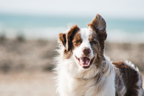 Atención canina en Instagram @veterinaria_toloza