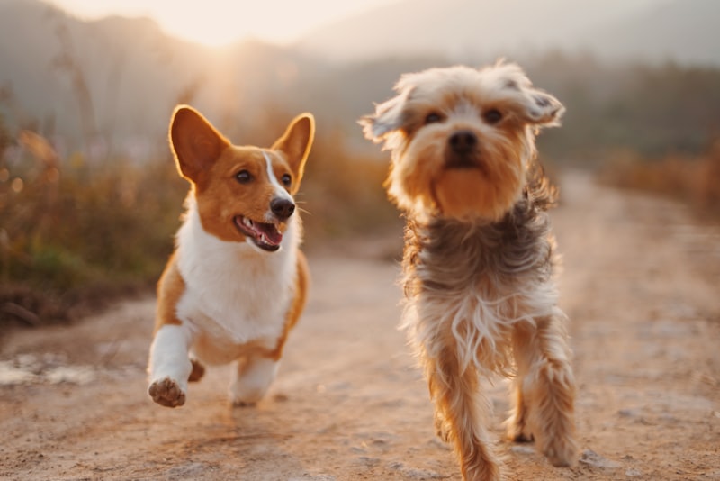 Mascotas felices y saludables en chequeo preventivo