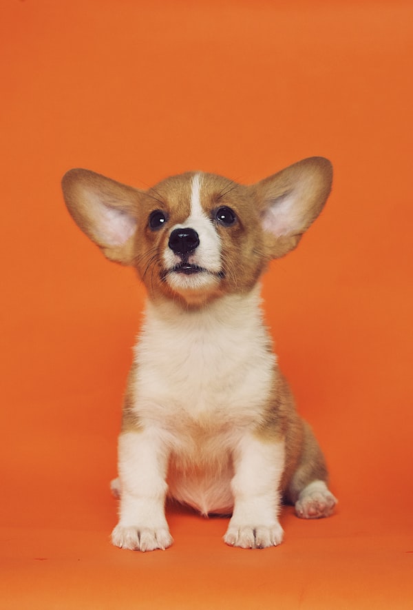 Consulta médica veterinaria